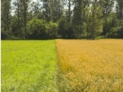 Sostenibilidad agroalimentaria