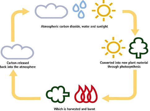 Carbon cycle