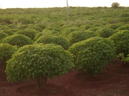 Captive biomass plantations: A sustainable, carbon-neutral energy solution