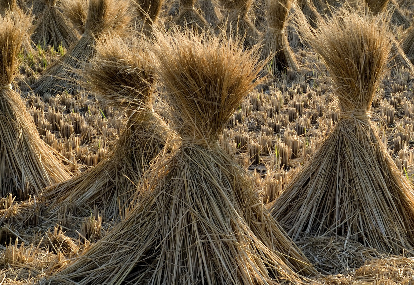 Water in Biomass May Help Shape Better Biochar, Study Finds