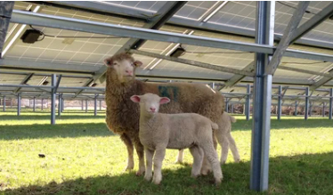 Member of Parliament Visits Utility Scale Solar Park in West Dorset