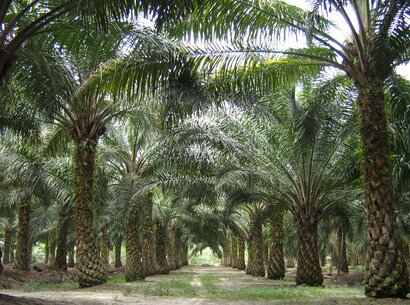 Malaysian palm oil trees.