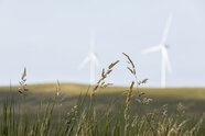 Biodiversity gain for proposed Thurso wind farm