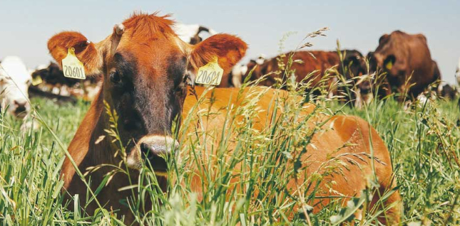 Aemetis Biogas Monthly RNG Production Increased by 55% in March