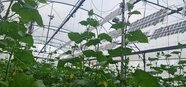 Regace to unveil improved sun-tracking greenhouse system at upcoming General Assembly in Greece
