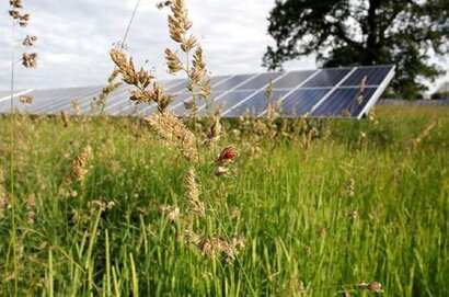 National survey of wildlife on solar farms finds they are home to declining species