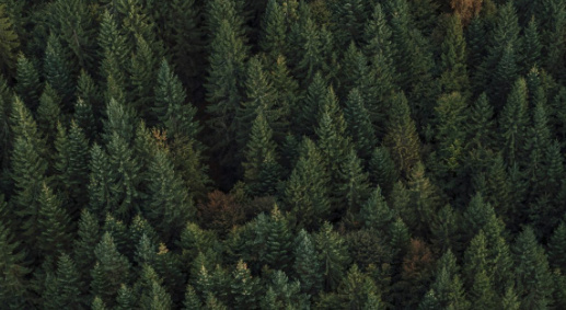 Bowie County, Texas Issued BDO Zone ‘AA’ Rating for Woody Biomass