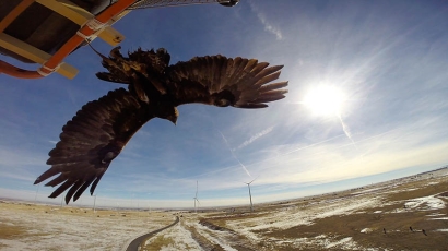 NREL Tool Aims To Predict Interactions Between Soaring Eagles and Wind Turbines