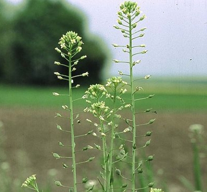 Companies Sign MOU to Evaluate Camelina as a Feedstock Oil for Biofuel 
