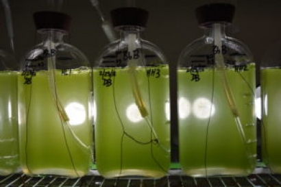 DOE Grant of $1.5 Million Will Aid Biofuel Research 