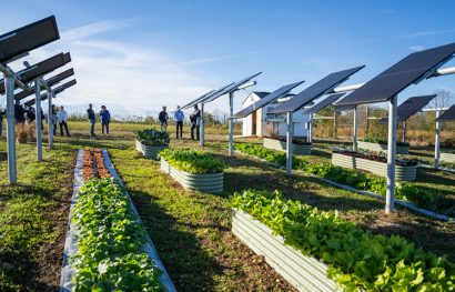 Solar panels shade lettuce at PEC’s Community Farm at Roundabout Meadows. Credit: Hugh Kenny.