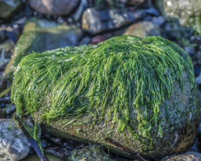 Algae (Pixabay)
