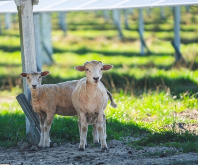 Sheep underneath the solar panels
