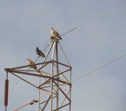 El 86% de las aves muertas por colisión con tendidos eléctricos no son detectadas