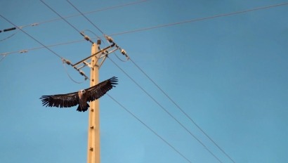 Ecologistas exigen al Ministerio para la Transición Ecológica la prometida revisión de la normativa sobre tendidos y aves