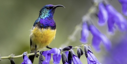 196 países acuerdan en Canadá proteger el 30% de la biodiversidad del planeta antes de 2030