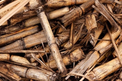 Government-Funded Biomass Initiative for UK Farms Launching at Low Carbon Agriculture Show
