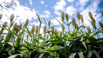 DOE Invests $35 Million to Reduce Carbon Footprint of Biofuel Production