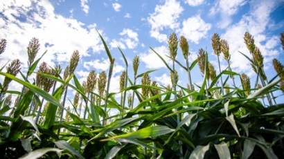 Making Biofuels Cheaper by Putting Plants to Work