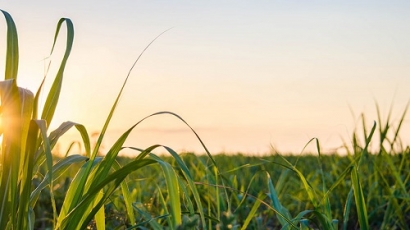 Biotech Breakthrough Turns Waste Biomass into Biofuel