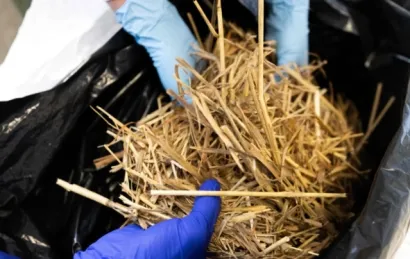 A researcher pulls biomass from a sample bag at INL’s Biomass Feedstock National User Facility.