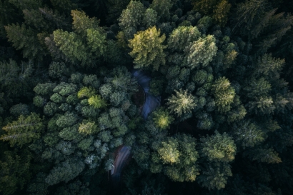 Santander, BBVA y Caixabank destinan más de 28 millones a financiar la deforestación y la destrucción de ecosistemas