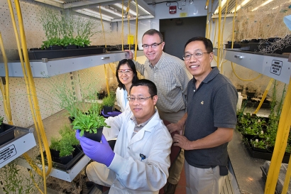 Scientists Increase Oil Content in Leaves to Make Biofuels 
