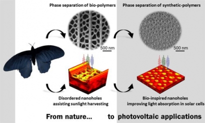 Butterfly Wings Could Lead the Way to More Efficient Solar Panels