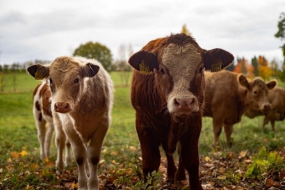 Fort Hill Farms Digester will Produce Renewable Energy from Food Waste 