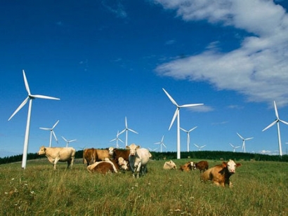 The 2020 WoREA Renewable Energy Business Survey  
