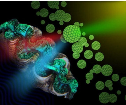 Researchers Mimic Giant Clams to Enhance the Production of Biofuel