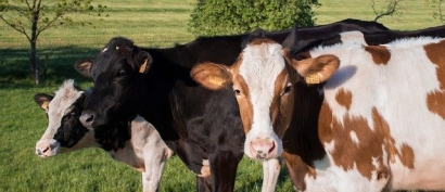 IBA Announces First Dairy Biogas Project in North America