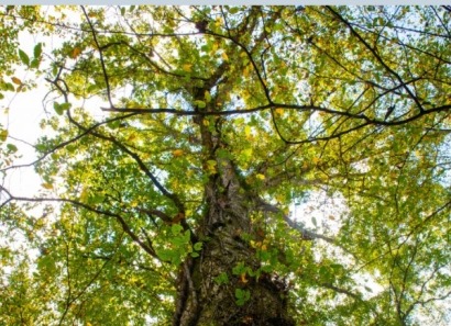 El ICO concede hasta 850 millones para proyectos de transición verde y crecimiento empresarial