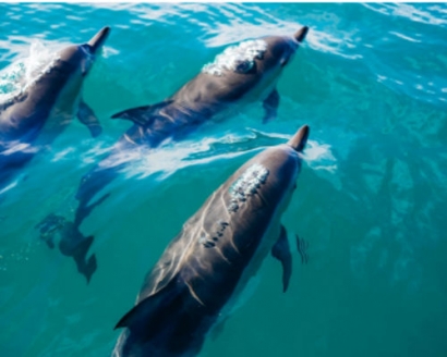 Marine-i Supports Marine Monitoring System for Floating Offshore Wind