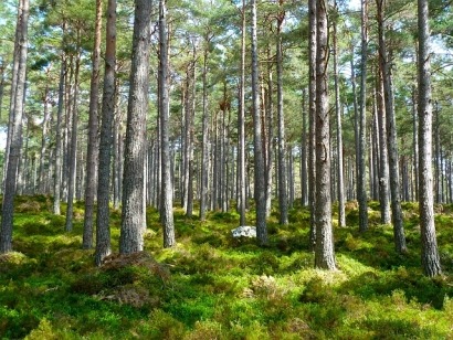 USDA Outlines Vision to Build More Resilient Biomass Supply Chain