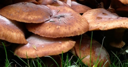 Fungal Enzymes Could Unlock Secret to Making Renewable Energy from Wood