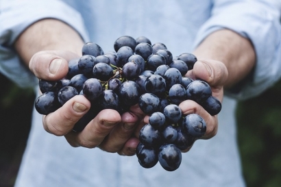 How Renewable Energy Helps Our Food Production Service