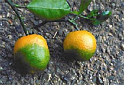 Attis Innovations Strikes Partnerships to Create Biomass Value from Rogued Citrus Trees