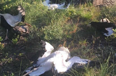 Endesa, en el punto de mira del primer proceso penal abierto por electrocución de avifauna