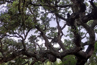 A propósito de un apagón me preguntaron desde Alemania y desde Rusia y desde Francia