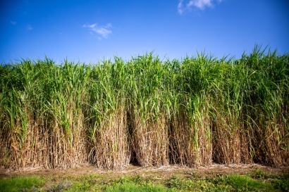 UK Government Provides £3.3 Million in Funding to Miscanthus Upscaling Project