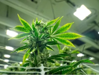 Colorado Launches Cannabis Resource Optimization Program to Improve Energy Efficient Cultivation 