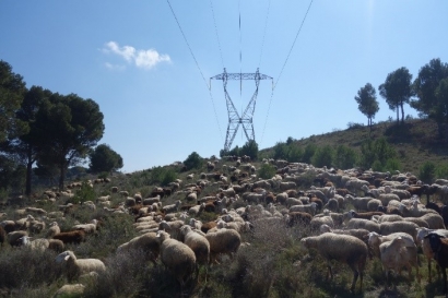  Red Eléctrica "pone" a las ovejas a pastar bajo las líneas eléctricas