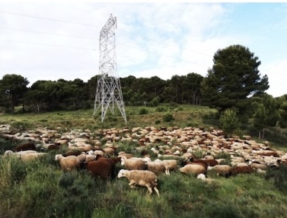 800 vacas, cabras y ovejas controlarán la vegetación bajo los tendidos de Red Eléctrica en Cabrales