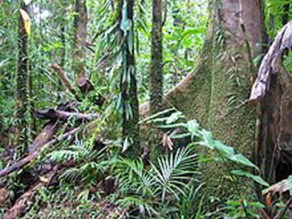 Tropical Forests Huge Source of Carbon Emissions