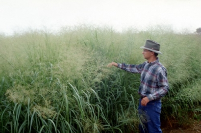 New Study Shows Producers Where and How to Grow Biofuel Crops