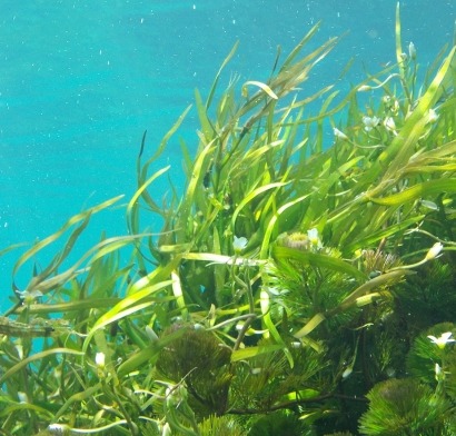 US DOE Announces $18.8 Million to Advance Mixed Algae Development