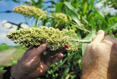 $16 Million Grant Awarded to Develop Sorghum for Bioenergy