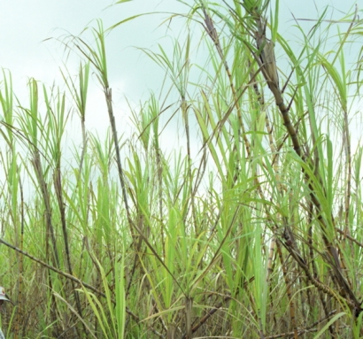 Airline Industry Could Fly Thousands of Miles on Biofuel Made from Sugarcane