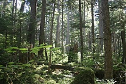 Court Rules to Continue Protection for 50 Million Acres of Forest